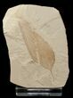 Fraxinus (Ash Leaf) & Zelkova (Keaki Tree Leaf) - Green River Formation #16629-1